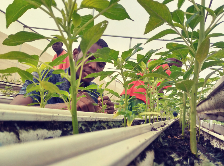 inspecting a hydroponic plant bed.